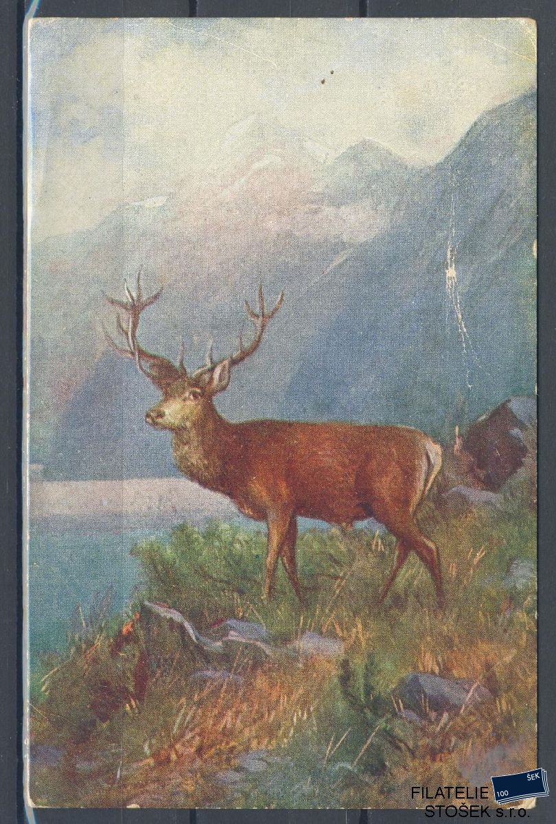 Námětová pohlednice - Zvířata - Jelen
